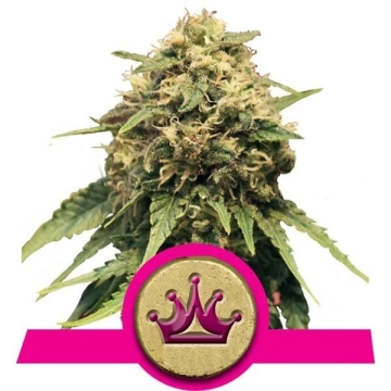 Special Queen #1 Feminized cannabis flower bud by Royal Queen Seeds