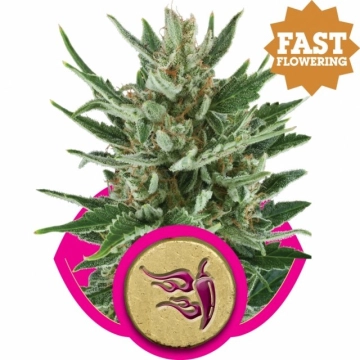 Speedy Chile Fast Version Feminized cannabis flower bud by Royal Queen Seeds