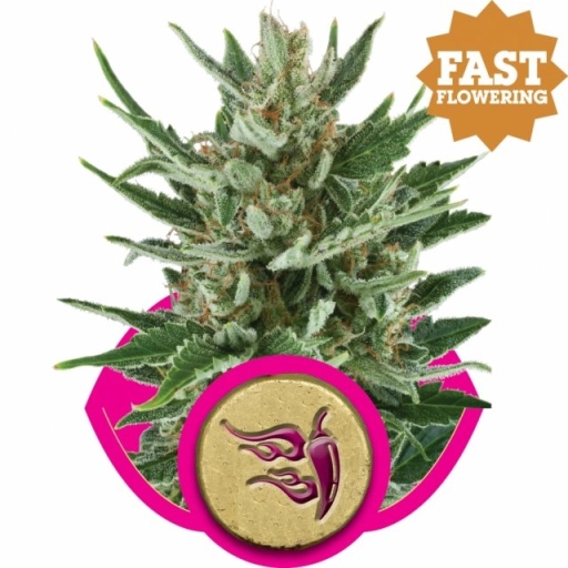 Speedy Chile Fast Version – Royal Queen Seeds – Feminized