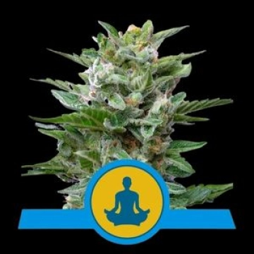 Stress Killer Auto CBD Autoflowering cannabis flower bud by Royal Queen Seeds