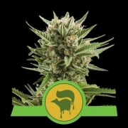 Sweet Skunk Auto Autoflowering cannabis flower bud by Royal Queen Seeds