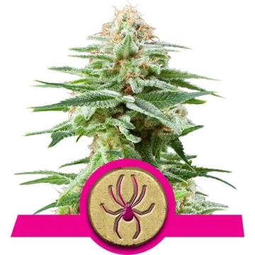 White Widow Feminized cannabis flower bud by Royal Queen Seeds