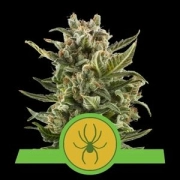 White Widow Auto Autoflowering cannabis flower bud by Royal Queen Seeds