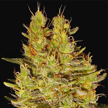 Crazy Miss Hyde Feminized cannabis flower bud by Samsara