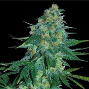 El Alquimista Feminized cannabis flower bud by Samsara