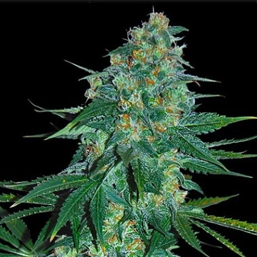 El Alquimista Feminized cannabis flower bud by Samsara