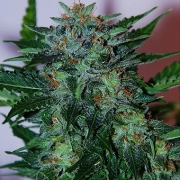 Flash Babylon Automatic Feminized cannabis flower bud by Samsara