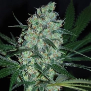 Green Love Potion Feminized cannabis flower bud by Samsara