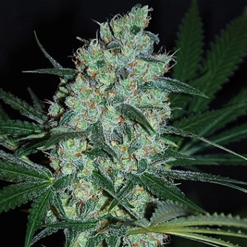Green Love Potion Feminized cannabis flower bud by Samsara
