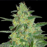 Holy Grail 69 Feminized cannabis flower bud by Samsara