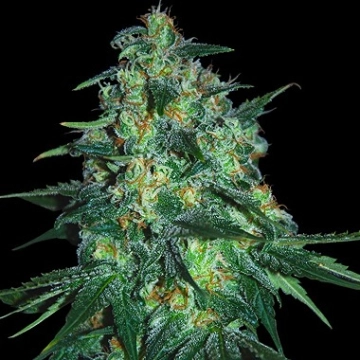 Jekyll Passion Feminized cannabis flower bud by Samsara