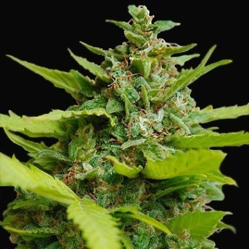 Kiss dragon Feminized cannabis flower bud by Samsara