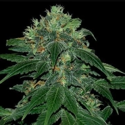 Punky Lion Feminized cannabis flower bud by Samsara