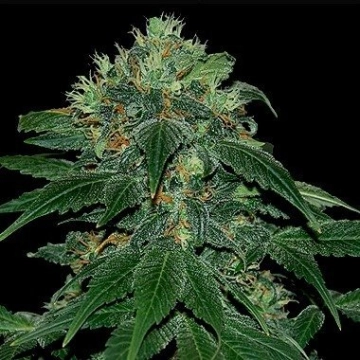 Punky Lion Feminized cannabis flower bud by Samsara