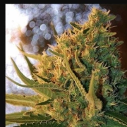 Shot Adrenaline Automatic Autoflowering cannabis flower bud by Samsara