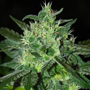 Spicy White Devil Feminized cannabis flower bud by Samsara