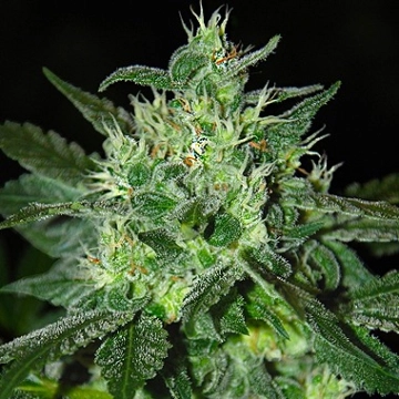 Spicy White Devil Feminized cannabis flower bud by Samsara