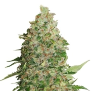 BCN Critical XXL Feminized cannabis flower bud by Seed Stockers