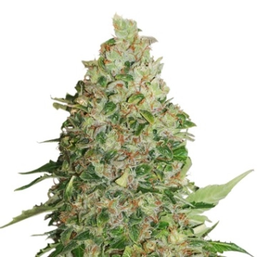BCN Critical XXL Feminized cannabis flower bud by Seed Stockers