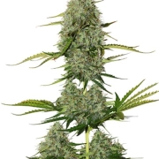 BCN Critical XXL Auto Autoflowering cannabis flower bud by Seed Stockers