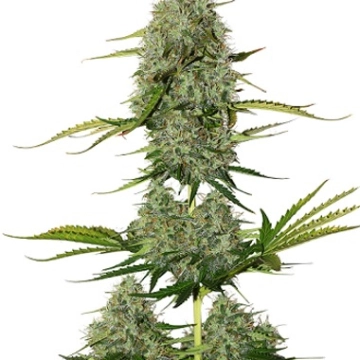 BCN Critical XXL Auto Autoflowering cannabis flower bud by Seed Stockers