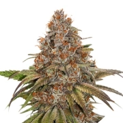 Blackberry Gum Feminized cannabis flower bud by Seed Stockers