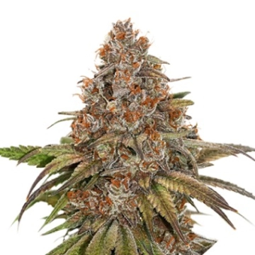 Blackberry Gum Auto Autoflowering cannabis flower bud by Seed Stockers