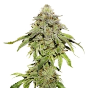 Cookies and Cream Feminized cannabis flower bud by Seed Stockers