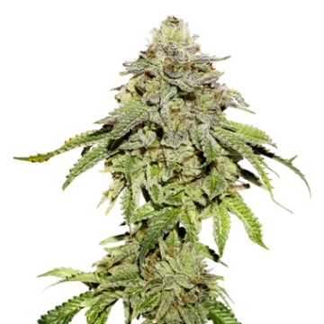 Cookies and Cream Feminized cannabis flower bud by Seed Stockers