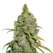 Do Si Dos Feminized cannabis flower bud by Seed Stockers