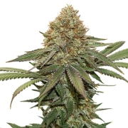 Fruit Cake Feminized cannabis flower bud by Seed Stockers