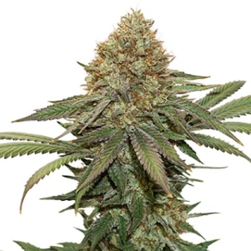 Fruit Cake Feminized cannabis flower bud by Seed Stockers