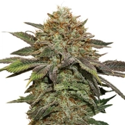 Fruit Cake Auto Autoflowering cannabis flower bud by Seed Stockers