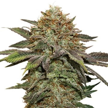 Fruit Cake Auto Autoflowering cannabis flower bud by Seed Stockers