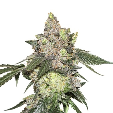 Girl Scout Cookies Feminized cannabis flower bud by Seed Stockers