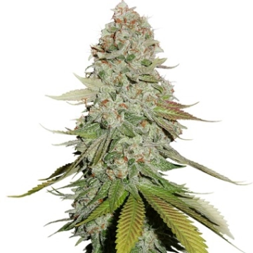 Gorilla Glue Feminized cannabis flower bud by Seed Stockers