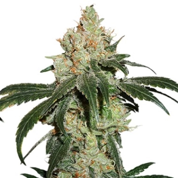 Nicole Cream Feminized cannabis flower bud by Seed Stockers