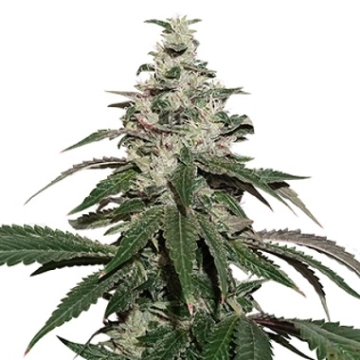 Nicole Cream Auto Autoflowering cannabis flower bud by Seed Stockers