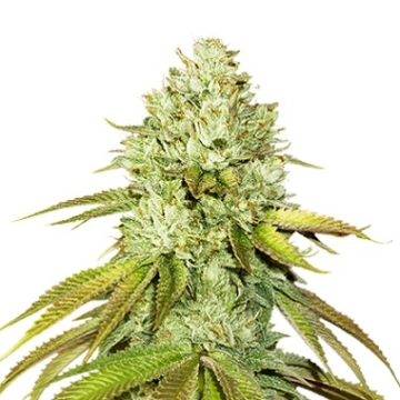 Pineapple Regular cannabis flower bud by Seed Stockers