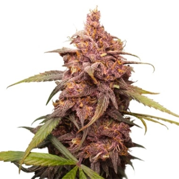 Purple Punch Feminized cannabis flower bud by Seed Stockers