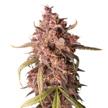 Purple Punch Auto Autoflowering cannabis flower bud by Seed Stockers
