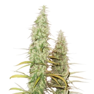 Santa Marta Haze Auto Autoflowering cannabis flower bud by Seed Stockers