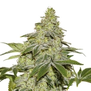 Sherbet Auto Autoflowering cannabis flower bud by Seed Stockers