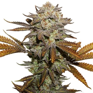 Sticky Fingers Feminized cannabis flower bud by Seed Stockers