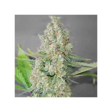 Super Skunk Feminized cannabis flower bud by Seed Stockers