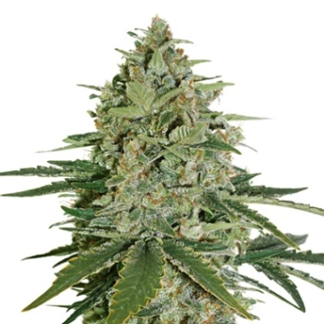 Super Skunk Auto Autoflowering cannabis flower bud by Seed Stockers