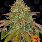 Wedding Cake Feminized cannabis flower bud by Seed Stockers