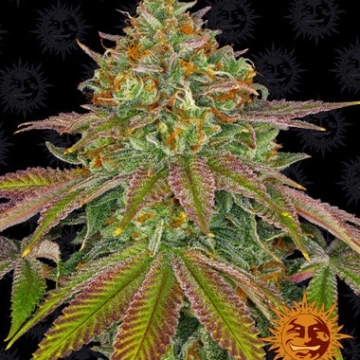Wedding Cake Feminized cannabis flower bud by Seed Stockers