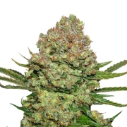White Widow – Seed Stockers – Feminized – Product view 2