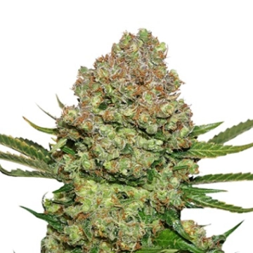 White Widow Feminized cannabis flower bud by Seed Stockers
